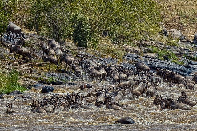 029 Kenia, Masai Mara, migratie gnoes.jpg